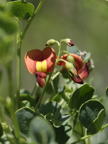 Colutea orientalis, photograph 5