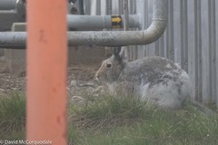 Lepus arcticus