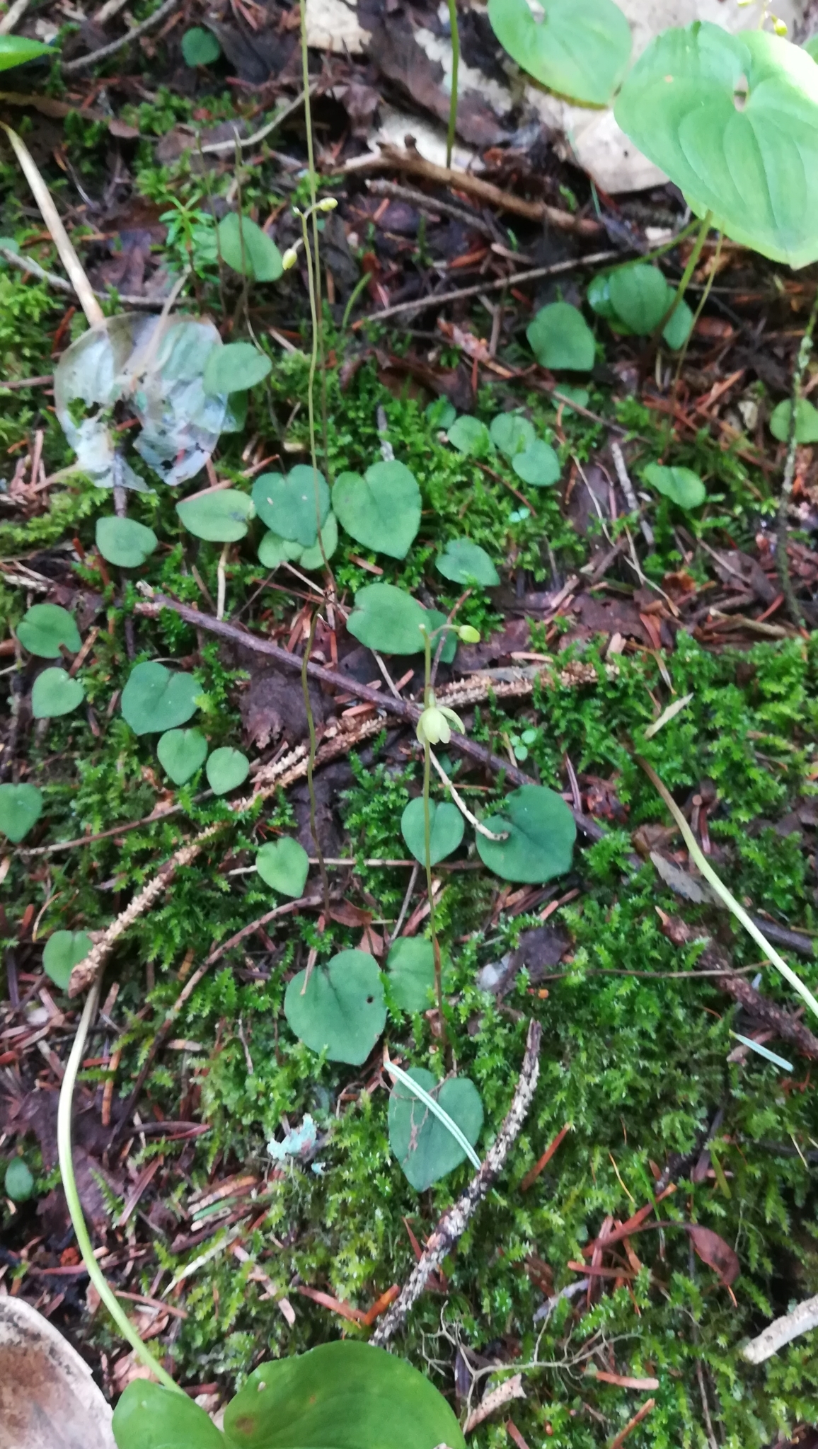 Ephippianthus