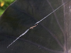 Uloborus glomosus