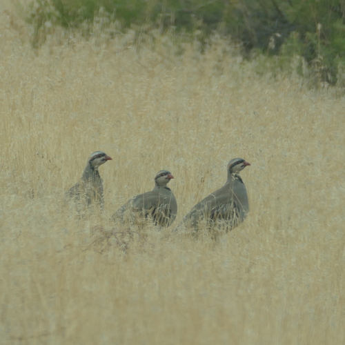 Chukar