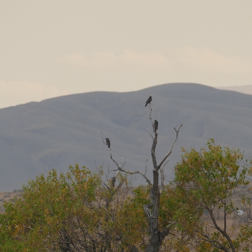 Northern Flicker