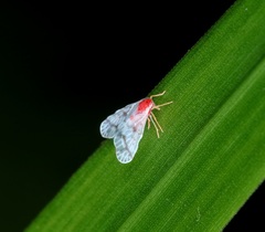 Saccharodite coccinea