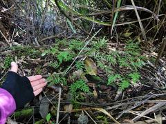Lindsaea trichomanoides