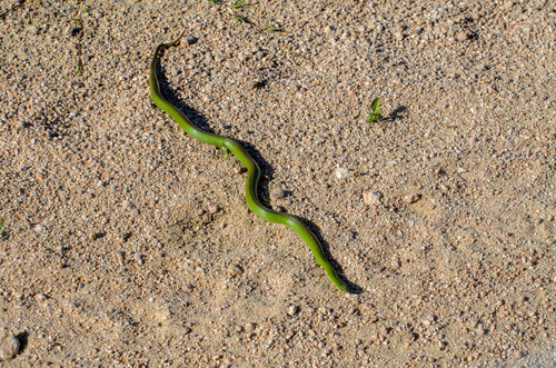 Jaeger's Ground Snake