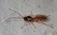 Diplazontinae