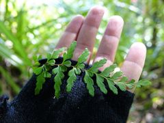 Lindsaea trichomanoides