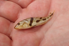 Menticirrhus saxatilis
