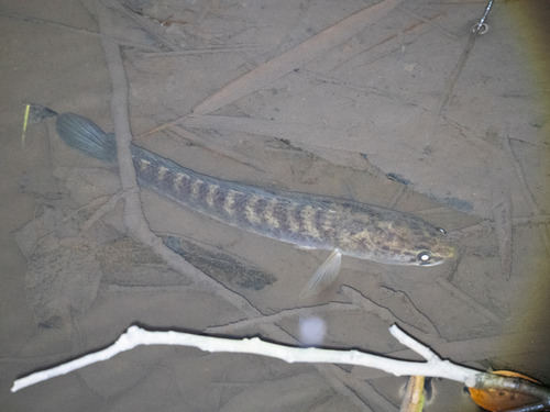 Banded snakehead (Channa striata) — Channidae — 4