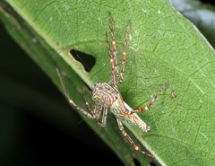 Hamadruas hieroglyphica