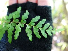 Lindsaea trichomanoides