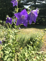 Platycodon grandiflorus