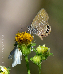 Brephidium pseudofea