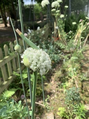 Allium ampeloprasum