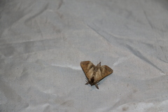 Clostera anastomosis