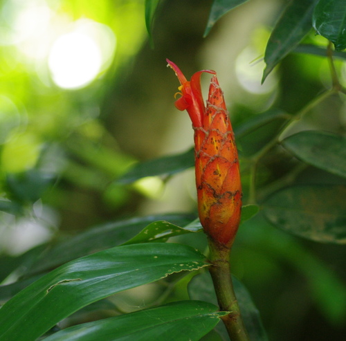 Costus pulverulentus
