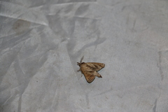 Clostera anastomosis