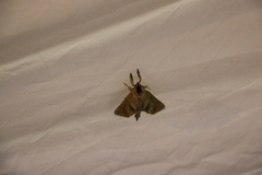 Clostera anastomosis