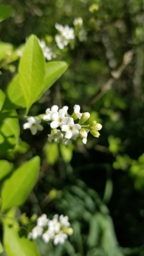 Image of Berlandier's Fiddlewood (Citharexylum berlandieri) by (c) Nicole, some rights reserved (CC BY)