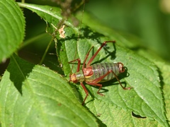 Barbitistes serricauda