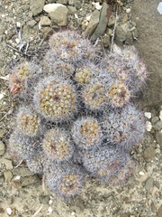 Mammillaria goodridgii