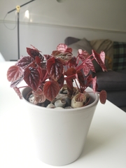Peperomia caperata