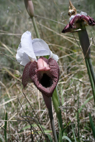 Iris iberica, photograph 6