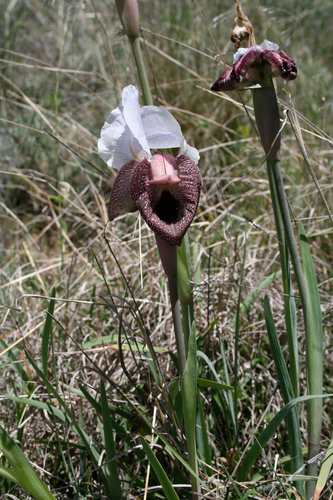 Iris iberica, photograph 4