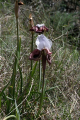 Iris iberica, photograph (c) Conny Löhne, some rights reserved (CC BY)