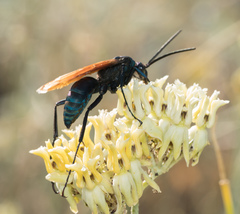Pepsis pallidolimbata