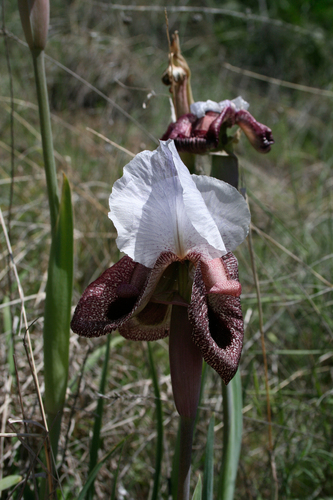 Iris iberica, photograph 3