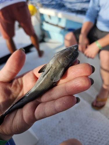 Hardfin marlinsucker (Remora osteochir) — Echeneidae