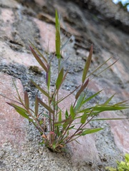 Pogonatherum paniceum, photograph (c) Sagnik Dutta Roy, some rights reserved (CC BY)