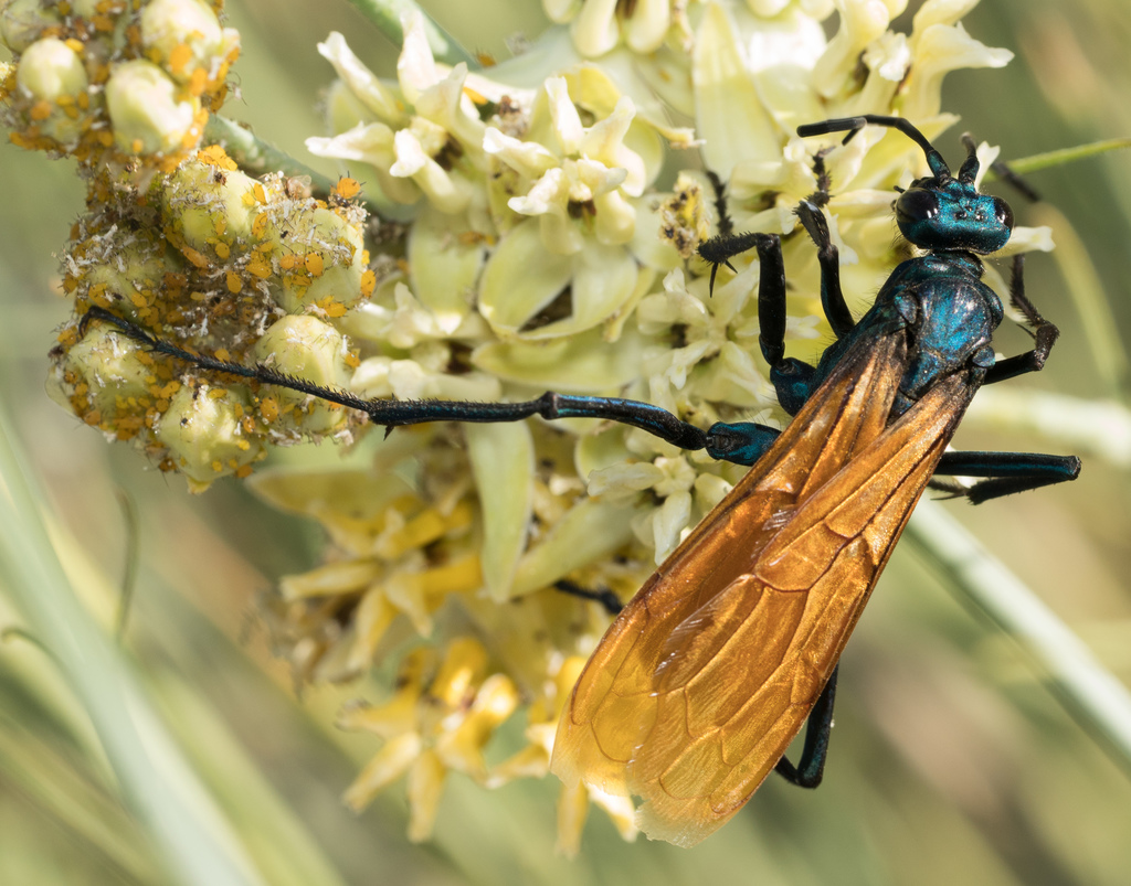 Pepsis pallidolimbata