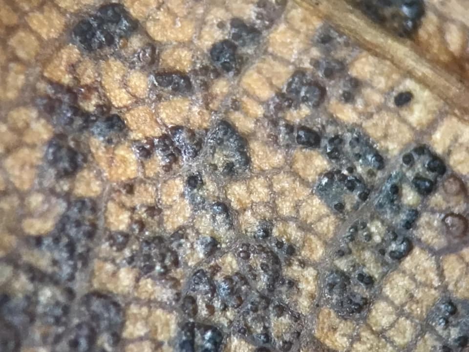 Phoma