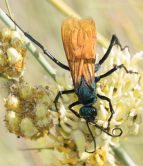 Pepsis pallidolimbata