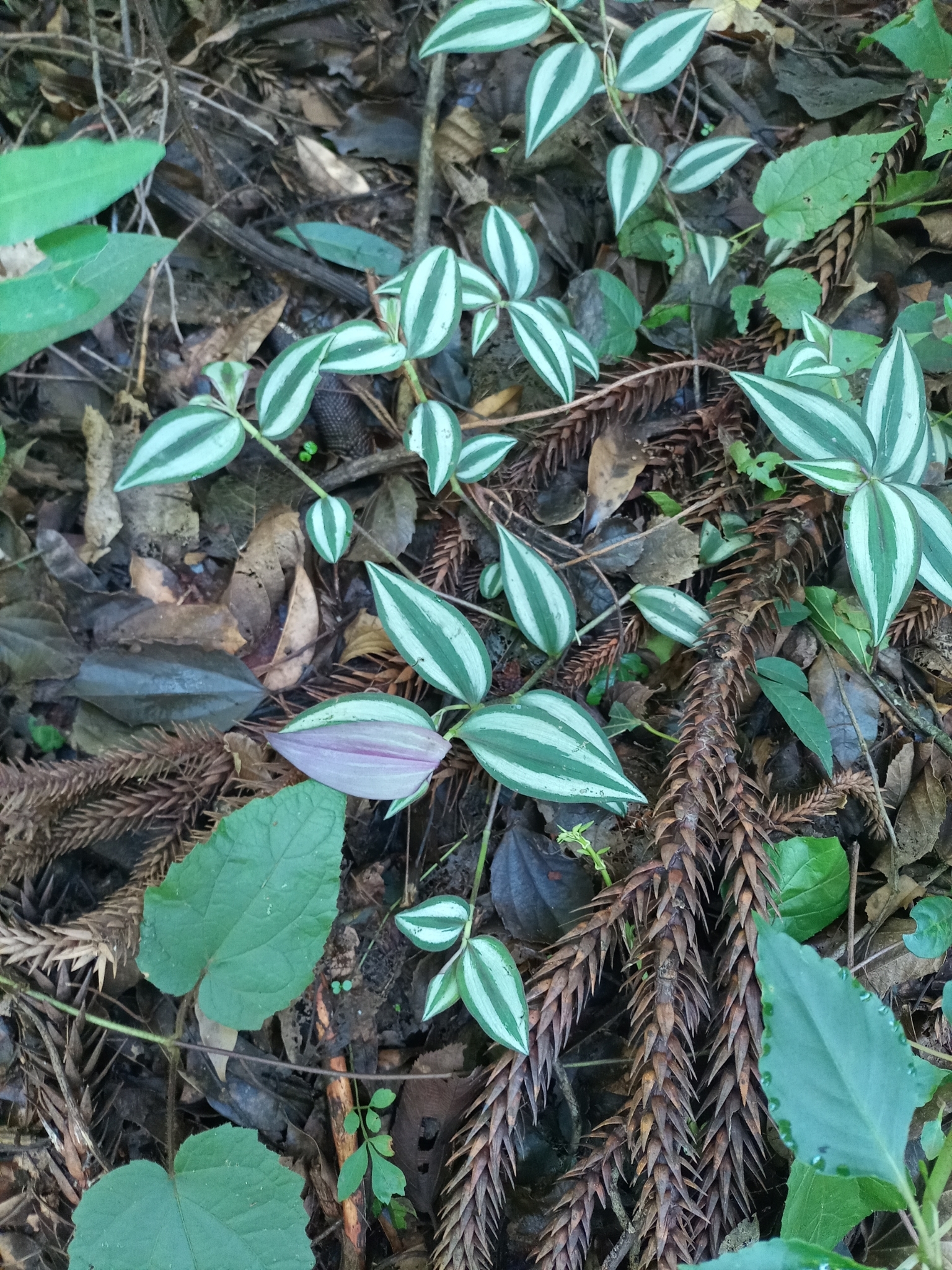 Tradescantia zebrina