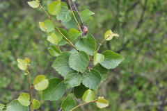 Betula divaricata