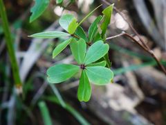 Pittosporum cornifolium