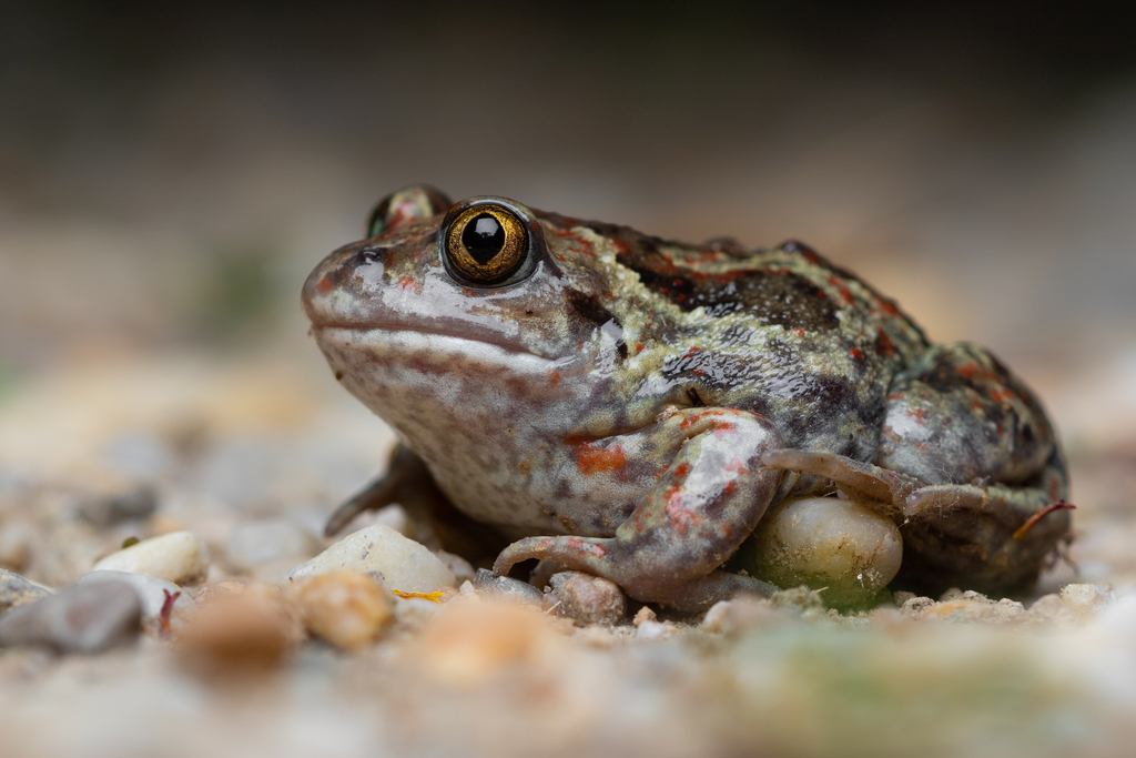 Common Spadefoot