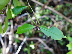 Pittosporum cornifolium