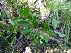 Pittosporum cornifolium