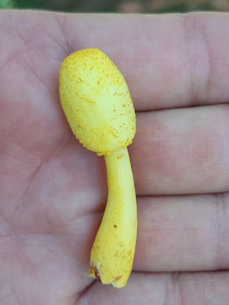 Leucocoprinus birnbaumii · December 2024 · photo: © ronyristow (iNaturalist, cc-by)