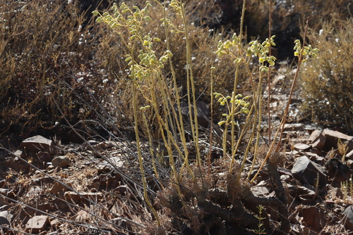 Image of Tylecodon wallichii by (c) Tony Rebelo, some rights reserved (CC BY-SA)