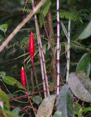 Costus stenophyllus