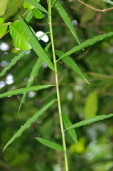 Costus stenophyllus