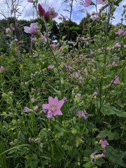 Malva alcea