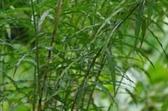 Costus stenophyllus