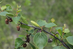 Betula divaricata
