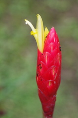 Costus stenophyllus